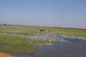 写真14．白ナイル川の氾濫原の様子