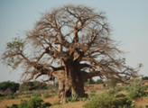 写真28．バオバブの大木