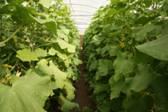 写真36．冷室でのトマト栽培