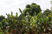 写真40．青ナイル州のバナナ畑