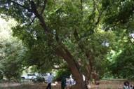写真45．マンゴーの大樹