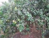 写真47．グレープフルーツの木