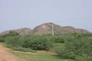 写真48．繁殖力の旺盛なメスキートはスーダン各地に群生している