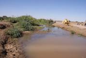 写真48．繁殖力の旺盛なメスキートはスーダン各地に群生している