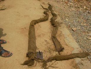写真11. 4 インチのアスベスト管から取り出された根茎